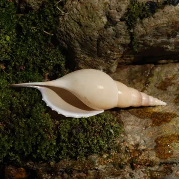 9-10 cm Martin Proboscis Prírodné Conch Shell Fish Tank Terénne Zbierku Vzácnych Dobre Vyzerať Fotografia Rekvizity Pozadí